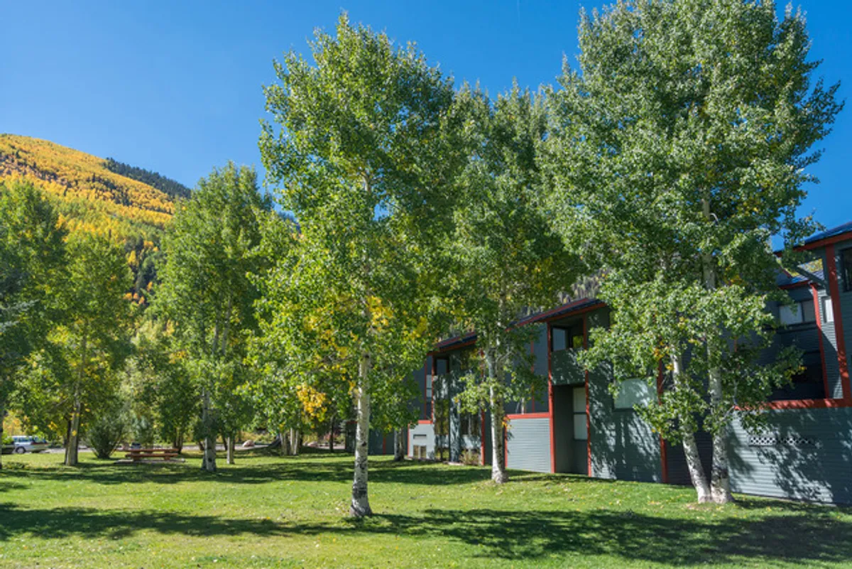 The modern exterior of the building is surrounded by tall trees, with vibrant fall colors painting the nearby mountains. The scene feels peaceful and inviting, showing how the property is nestled right beside nature's playground.