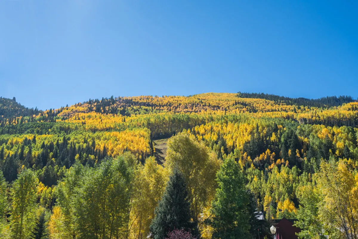 A sweeping view of vibrant yellow and green foliage against the mountainside and a bright blue sky, inviting outdoor exploration and nature walks.